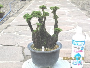 ★ こよなく愛する イワヒバ界の銘品(紫玉)如何でしょうか )^o^( 10 ★