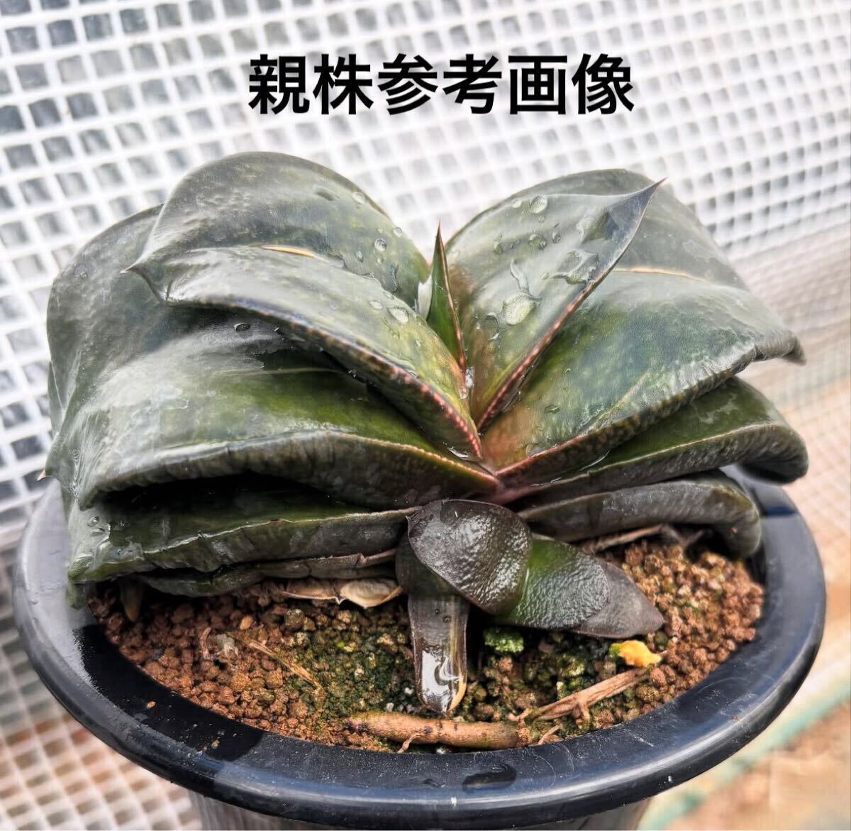 ガステリア　白妙 ガステリア 春鶯囀錦 極上白斑 GA13-2 | EM Plants Online Store