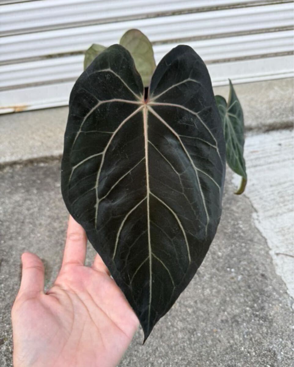 アンスリウム　アロカシア　セット 近日発売】atmos × adidas Originals ZX 8000 G-SNK 10 