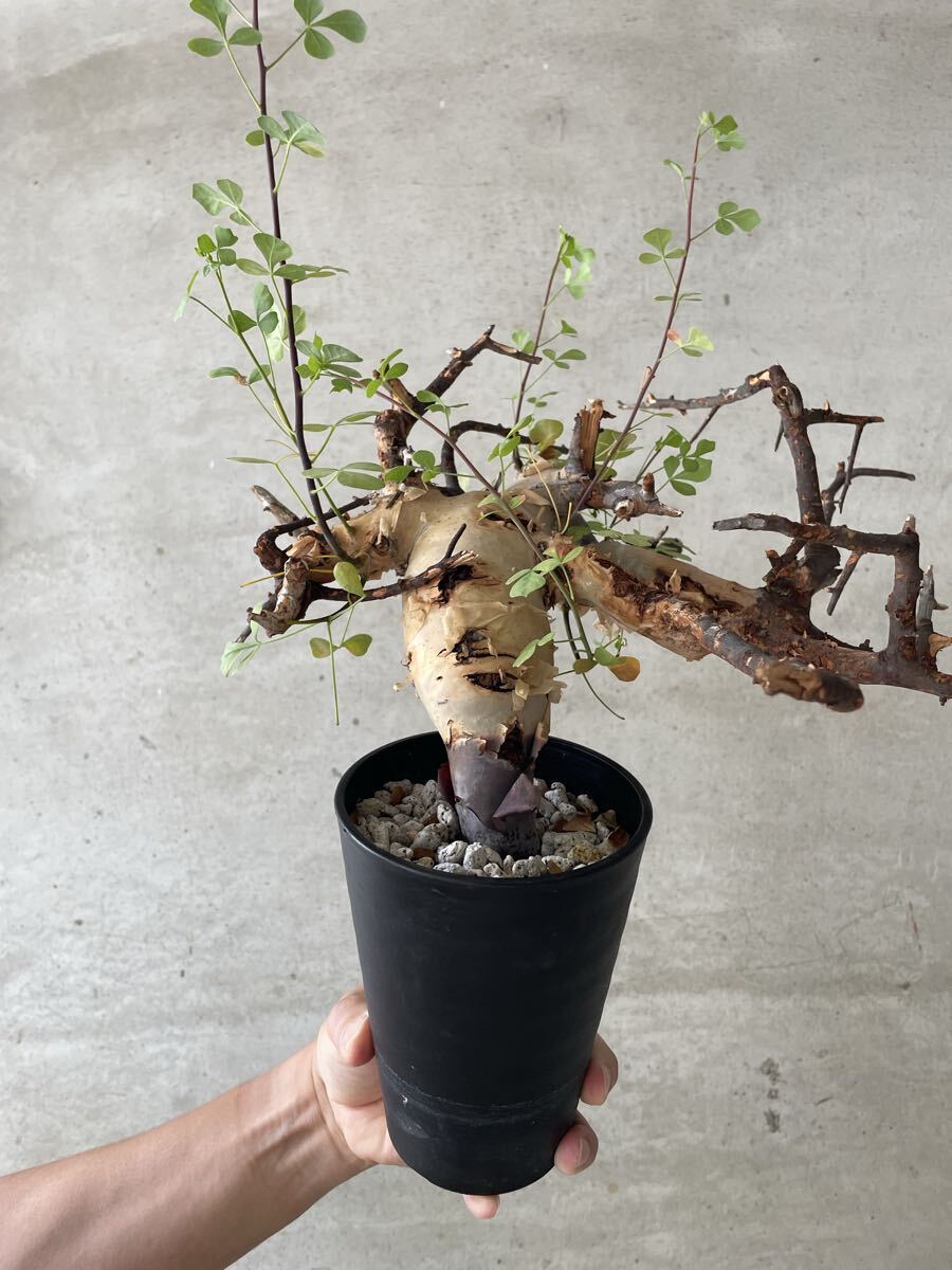 Yahoo!オークション -「コミフォラ カタフ ソマリア」の落札相場