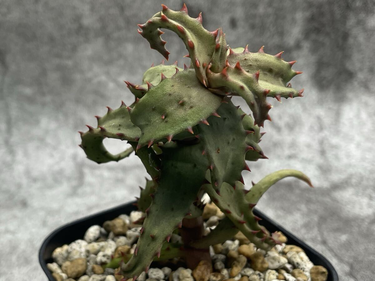 アロエ　カスティロニアエ　大株ビンテージ アロエ カスティロニアエ 大株ビンテージ 観葉植物