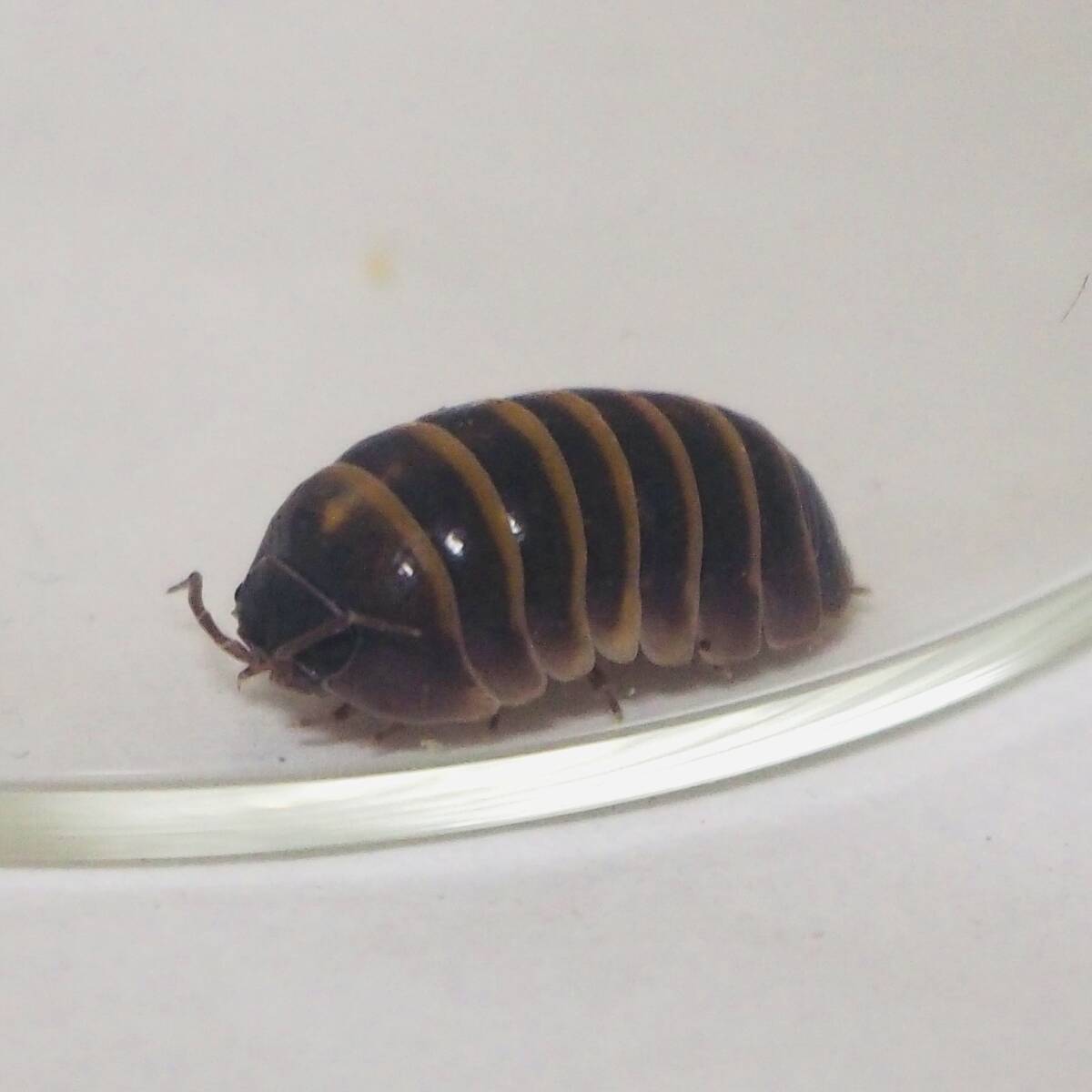 Yahoo!オークション -「ダンゴムシ」(その他) (虫類)の落札相場