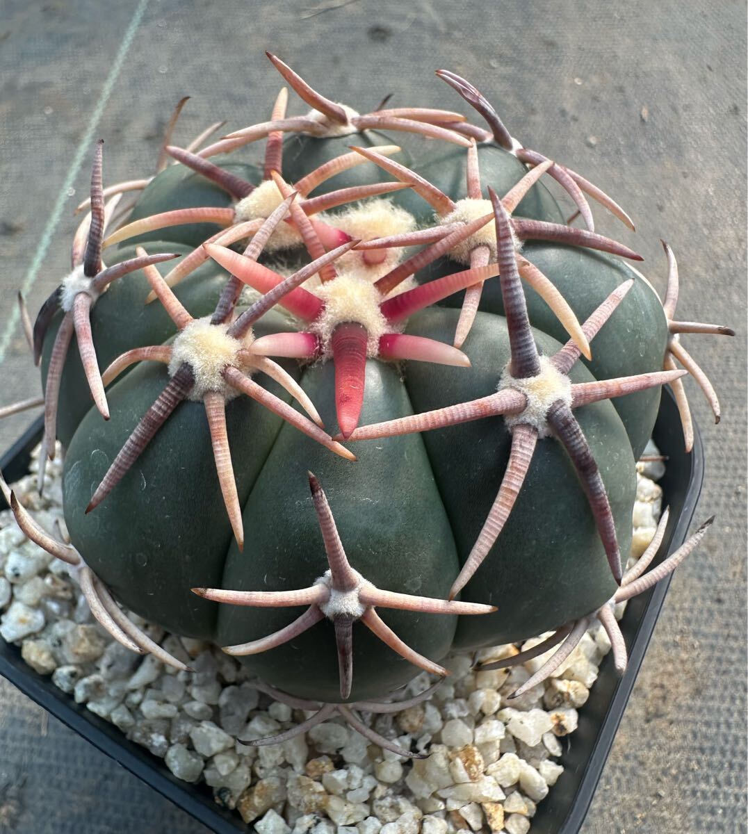 Yahoo!オークション -「翠平丸」の落札相場・落札価格