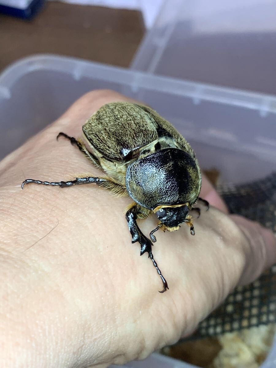 アルゼンチン産　ヨルゲンセンゾウカブト　38mm ☆新成虫☆ヨルゲンセンヒメゾウカブト | Dorcusfarm