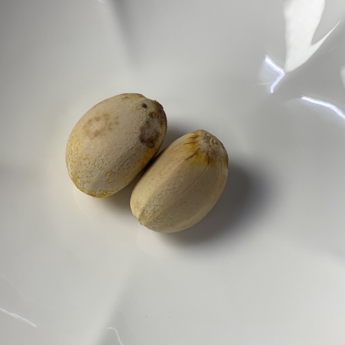 Yahoo!オークション -「マクロザミア」の落札相場・落札価格