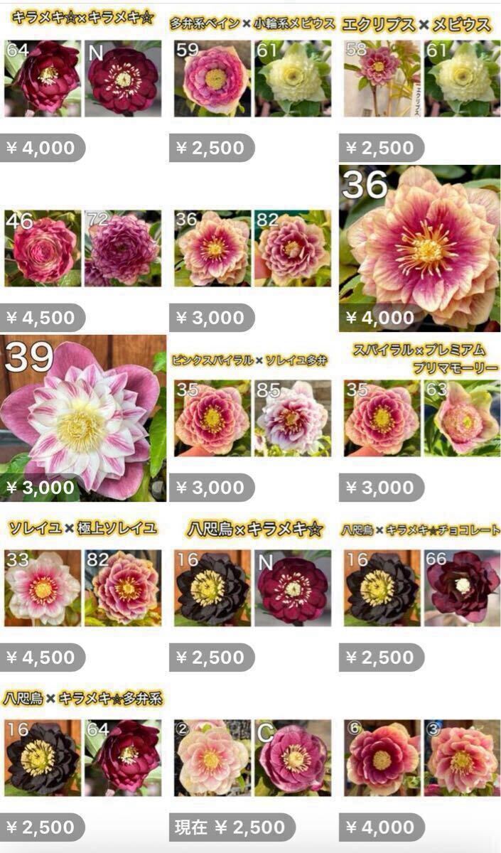 2025年最新】クリスマスローズ 多弁の鉢植え商品一覧 - Yahoo