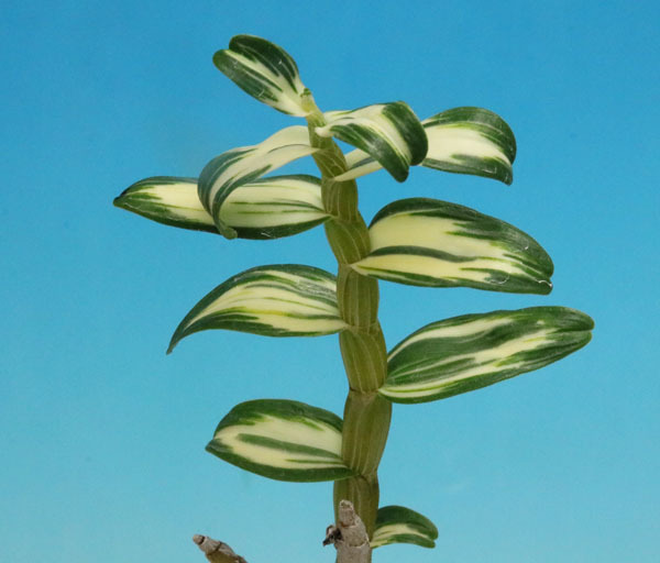 Yahoo!オークション -「富貴蘭黒牡丹」の落札相場・落札価格