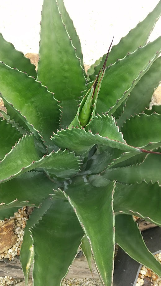 Yahoo!オークション -「フェロックス」(アガベ) (観葉植物)の