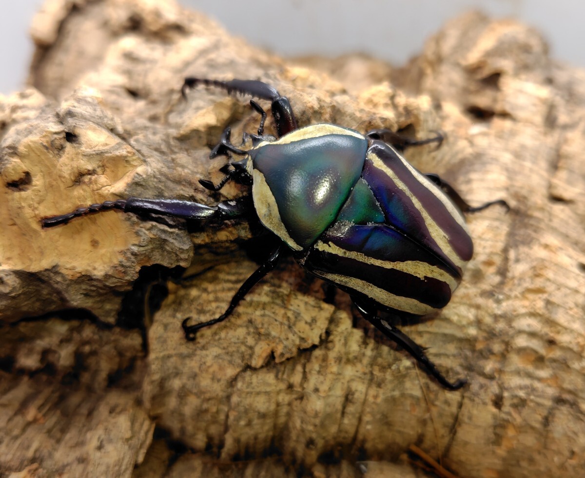 2025年最新】Yahoo!オークション -カナブン(虫類)の中古品・新品