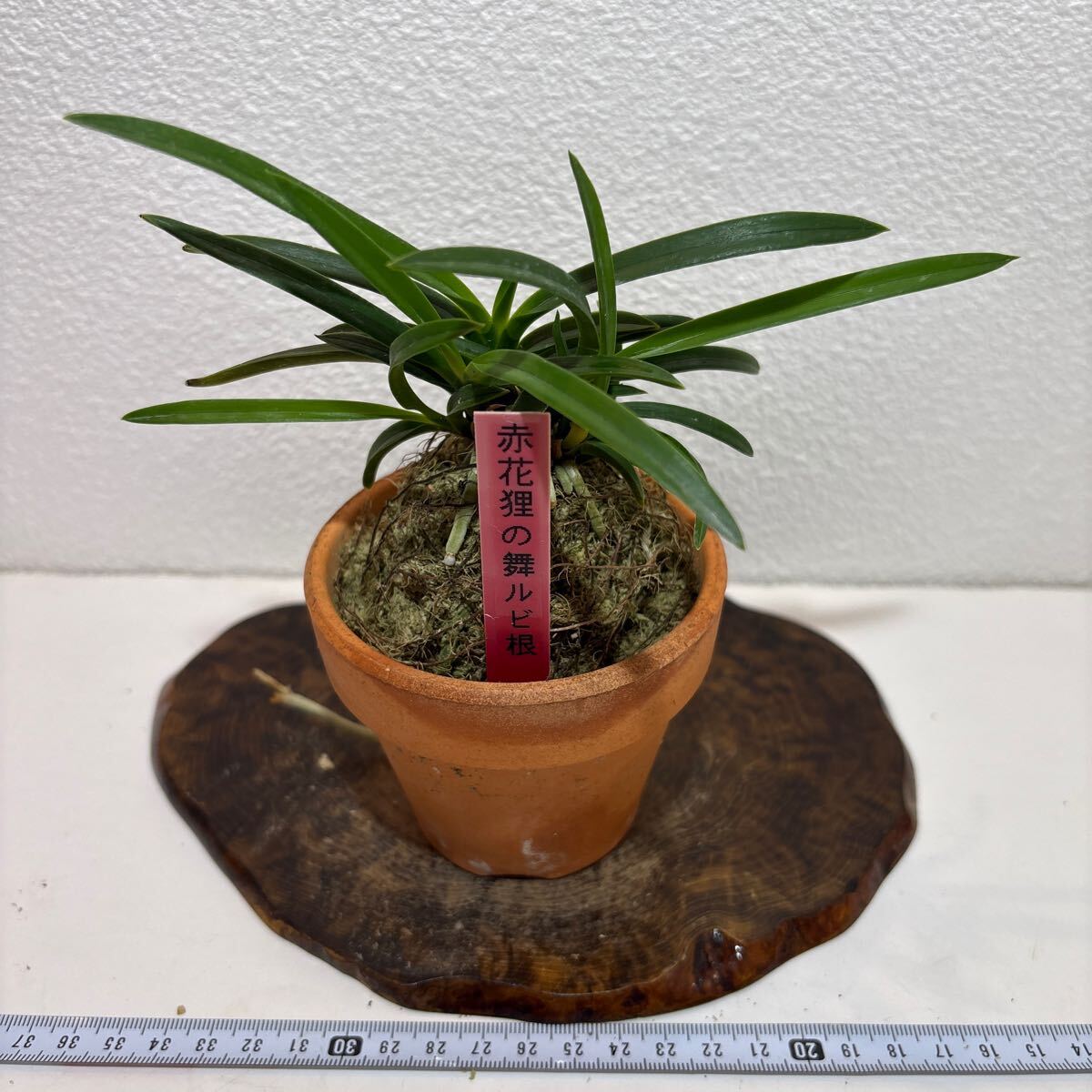 富貴蘭　花物、覆輪、縞、紅花、大株立ちコルク原木着生 富貴蘭 花の祭典「東京フウラン展」 - 純風満蘭 富貴蘭・風蘭