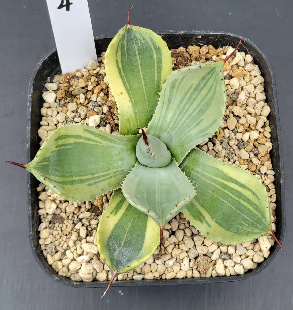 【No.135】アガベ パリートランカータ　うねり棘　美株 no.3 アガベ パリー トランカータ agave parryi truncata 子株