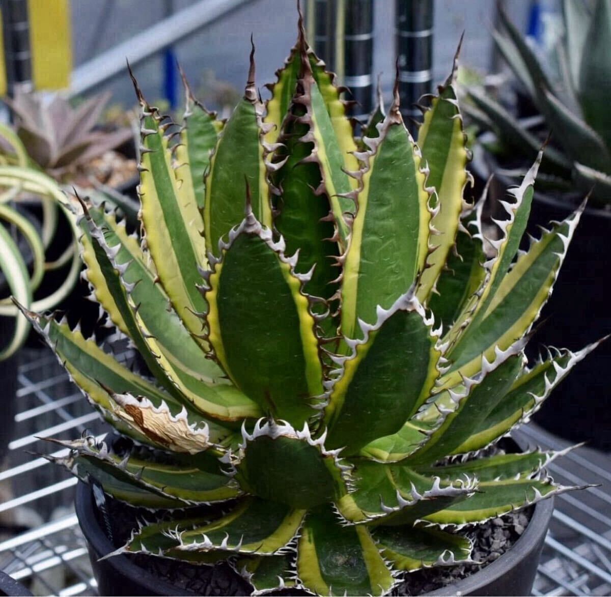 アガベ　ホリダ錦　激レア 2025年最新】アガベ ホリダ 錦の人気アイテム - メルカリ