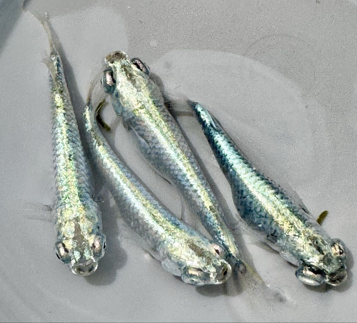 新品 Kansai カンサイ 撥水加工 ダイヤドビー 700FP ダウン ジャケット M カーキ 【J43063】 秋冬 メンズ カンサイヤマモト ブルゾン kansai（ワイシャツ｜トップス）：メンズファッションの通販