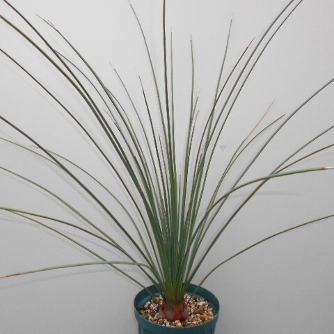 2025年最新】Yahoo!オークション -ダシリリオン(観葉植物)の中古