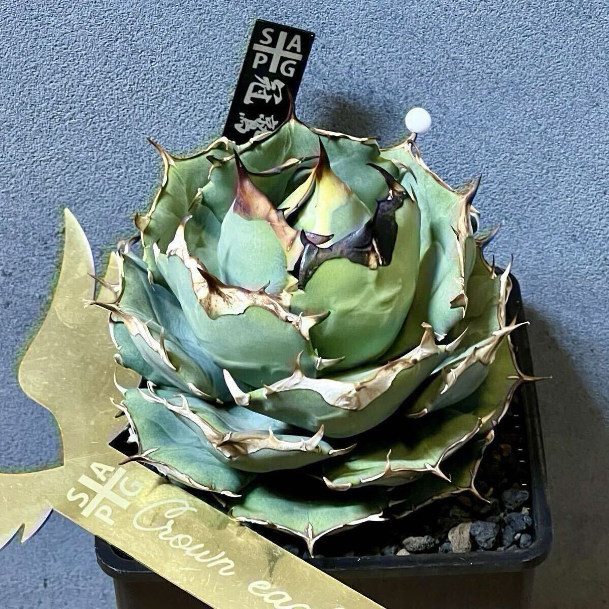 親株出品 lize血統 流星 アガベ 子株3つ付き チタノタ ぶつぶつ スタッズ 親株出品 lize血統 流星 アガベ 子株3つ付き チタノタ ぶつぶつ