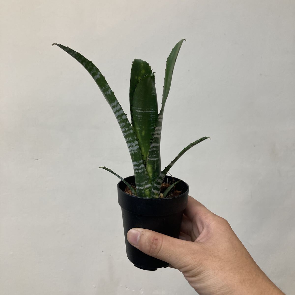 2025年最新】Yahoo!オークション -billbergia(花、園芸)の中古品