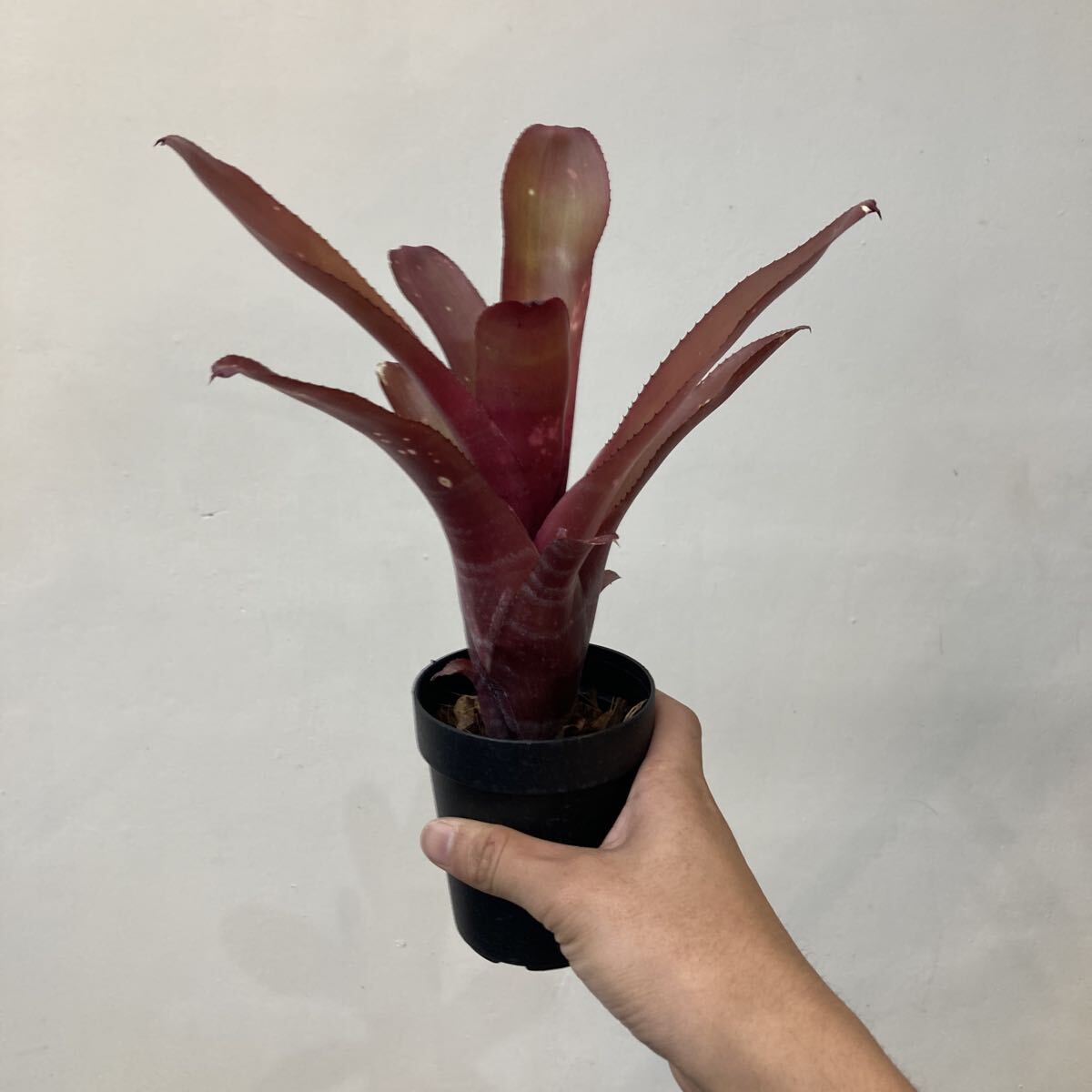 2025年最新】Yahoo!オークション -billbergia(花、園芸)の中古品