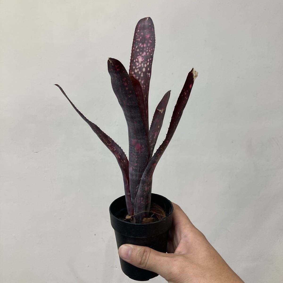 Billbergia Solsa ② 子株付き 2025年最新】Yahoo!オークション -billbergia(花、園芸)の中古品