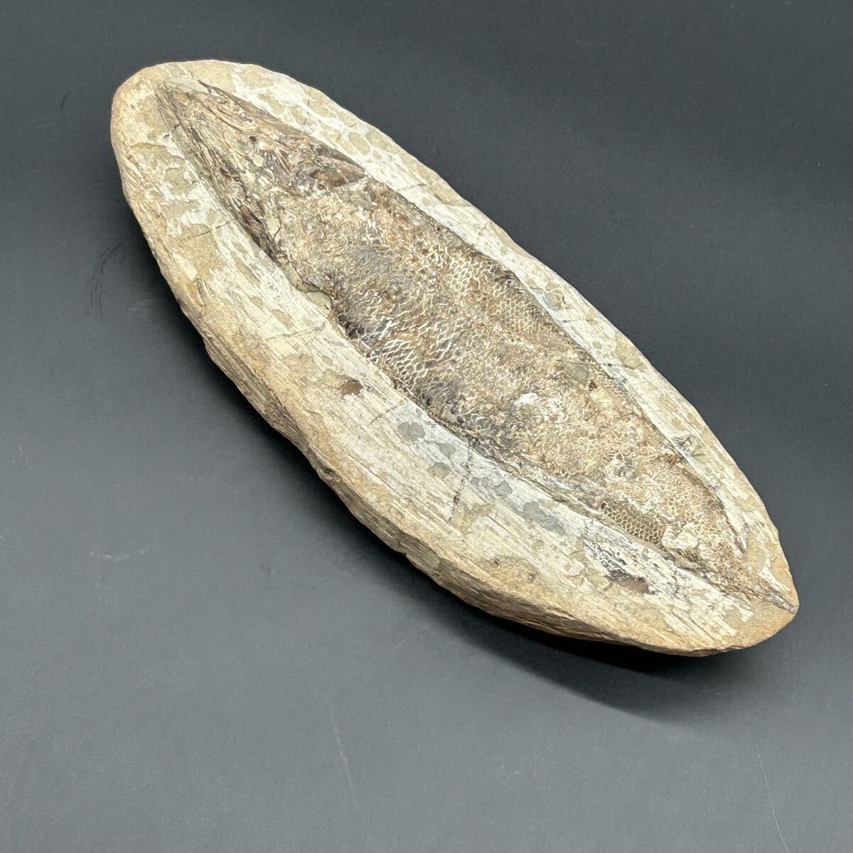 魚の化石 額装品 約30cm 魚の化石 額装品 約30cm 横幅がワイドで見応えあります。約5000万年