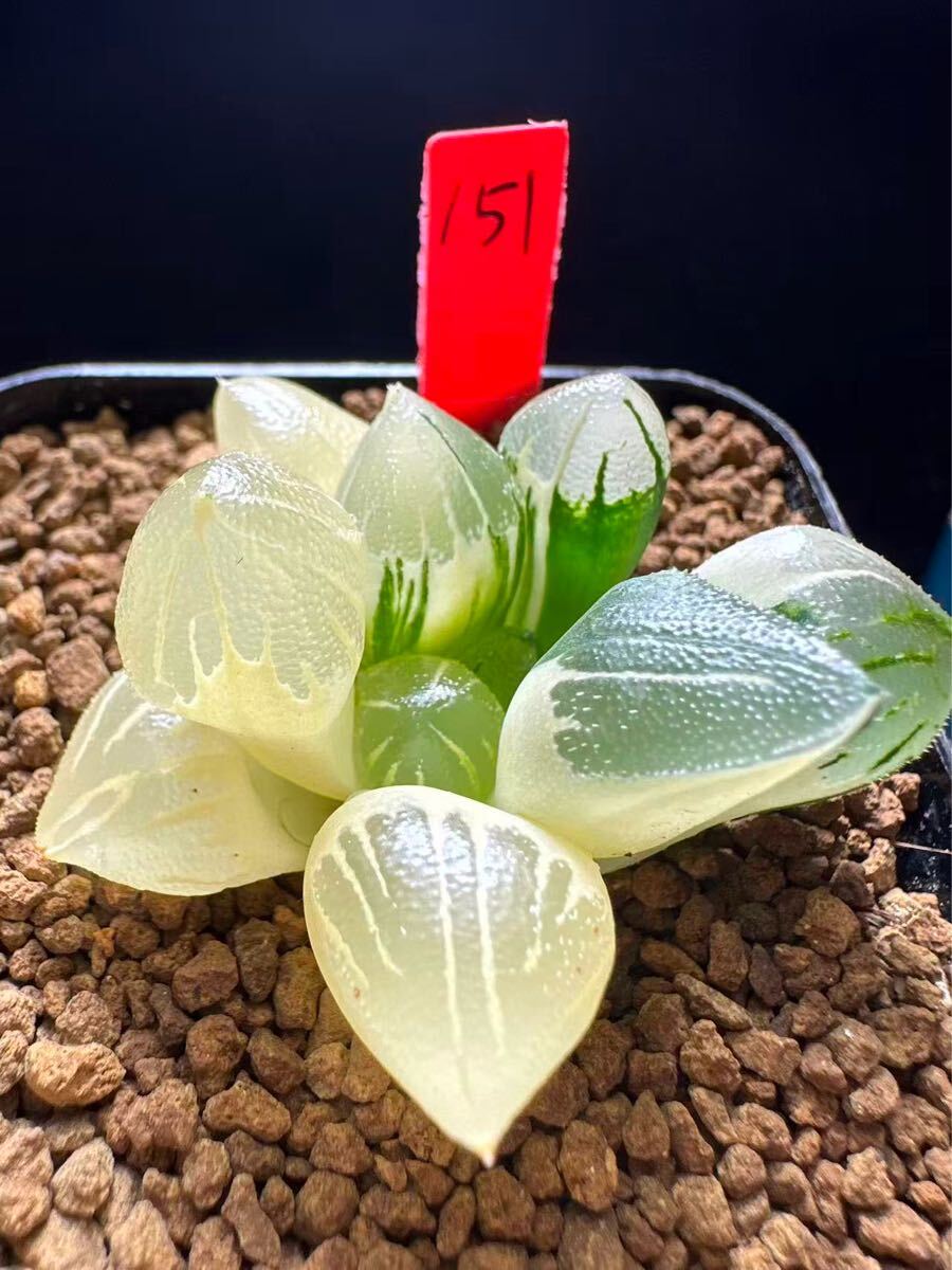29d ハオルチア　多肉植物　特網コレクタ錦　自家繁殖 29d ハオルチア 多肉植物 特網コレクタ錦 自家繁殖 Amazon｜多肉