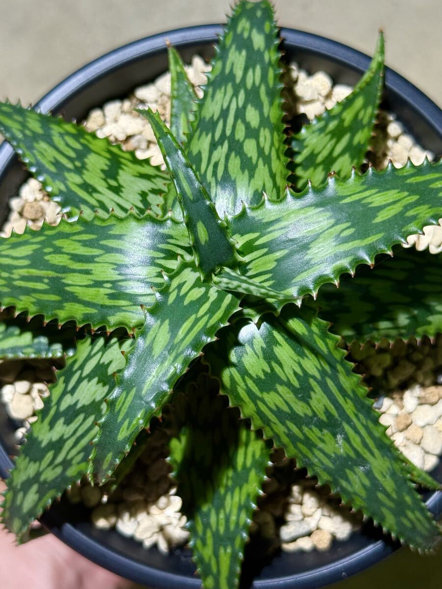 c*4様 ★ご希望の場合6株★訳あり出血オークション★　アロエ　ポリフィラ c*4様 ☆ご希望の場合6株☆訳あり出血オークション