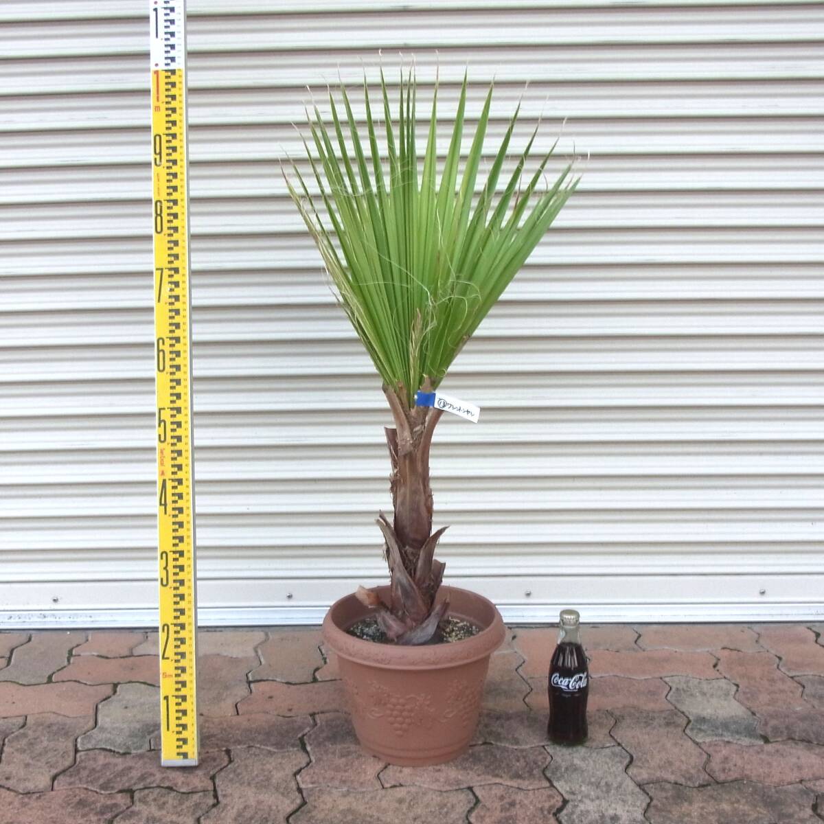 ❶ワシントンヤシ★引取限定★幹高1m50 2025年最新】Yahoo!オークション -ワシントンヤシの中古品・新品