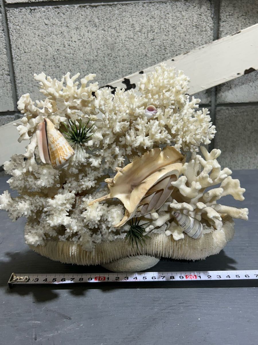 2025年最新】Yahoo!オークション -白珊瑚 置物の中古品・新品