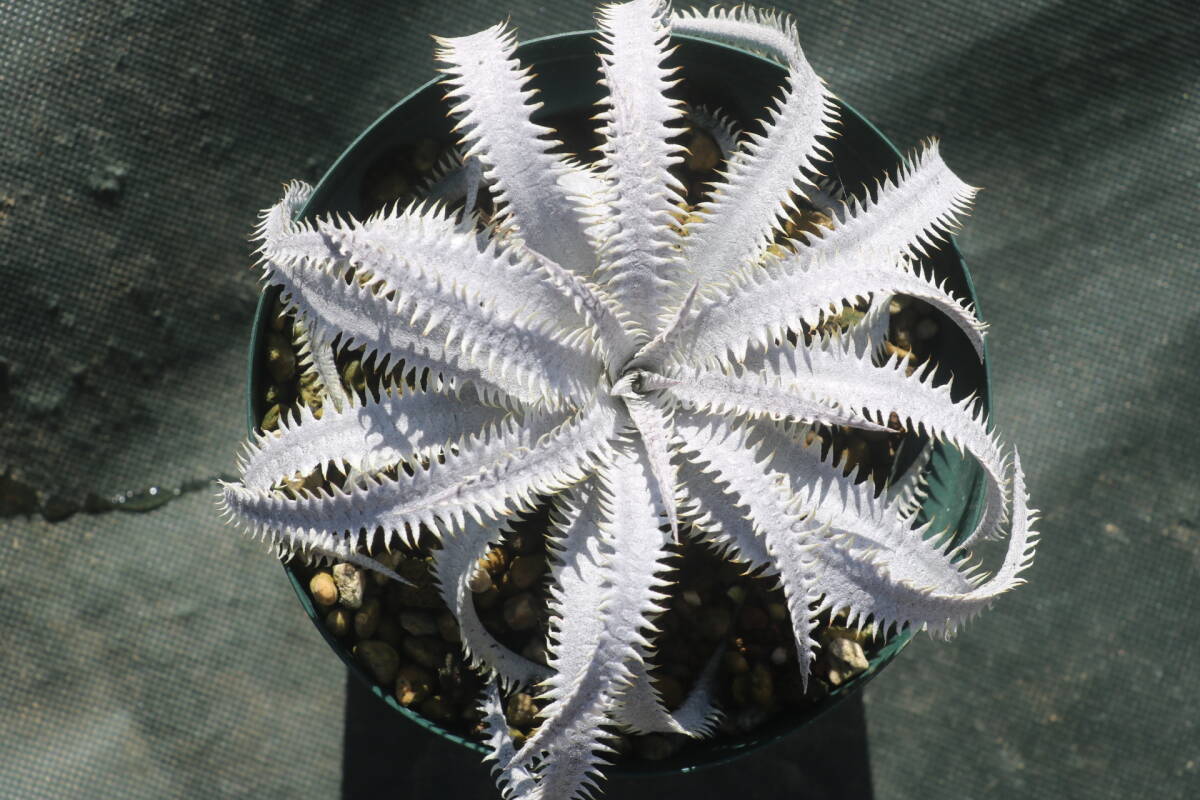 Yahoo!オークション -「ディッキア dyckia」(観葉植物) の落札