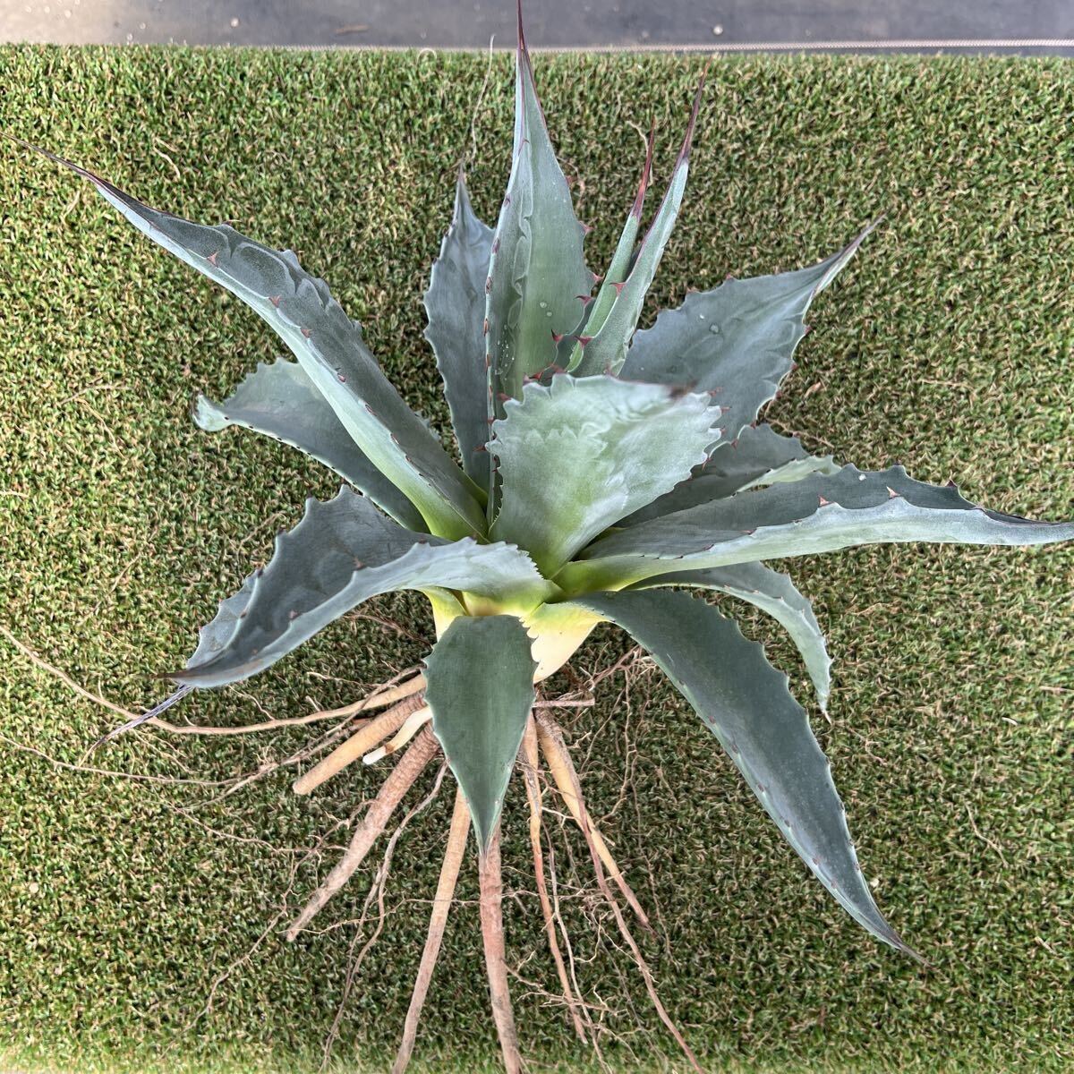 Yahoo!オークション -「アガベモンタナ」の落札相場・落札価格