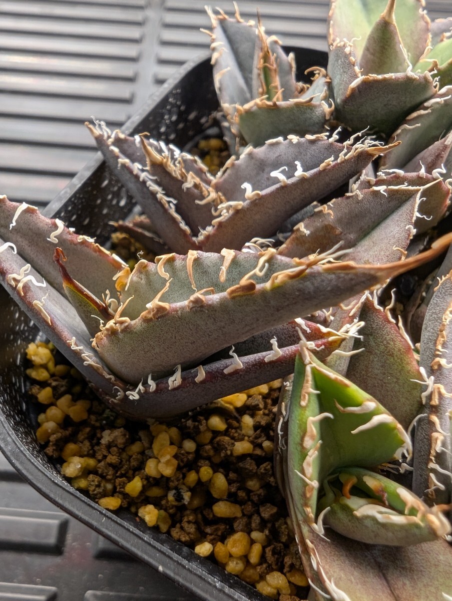 アガベ　287　約65株セット 　オアハカ産　 メキシコ　オテロイ　実生株 agave-oteroi-oaxaca-seed_01-