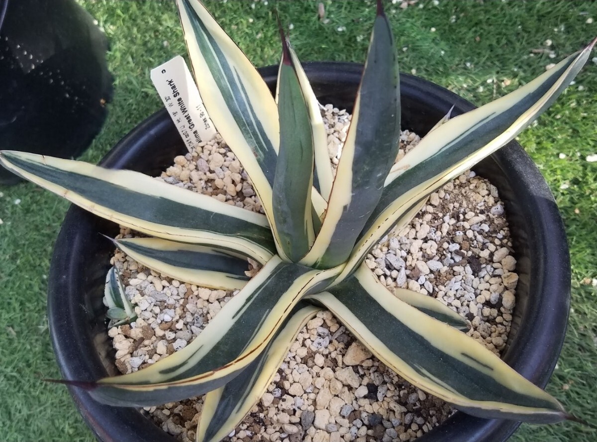 グレートホワイトシャーク　子株 Great White Fossil Shark Tooth For Sale | Fosssilsplus.com