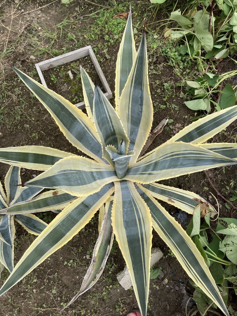 アガベ　マシュマロクリーム大株 アガベ マシュマロクリーム大株