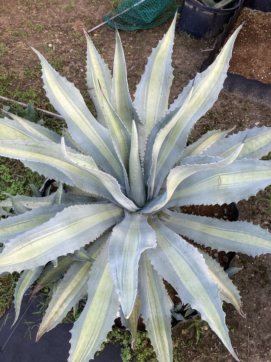 Yahoo!オークション -「lemon」(アガベ) (観葉植物)の落札相場