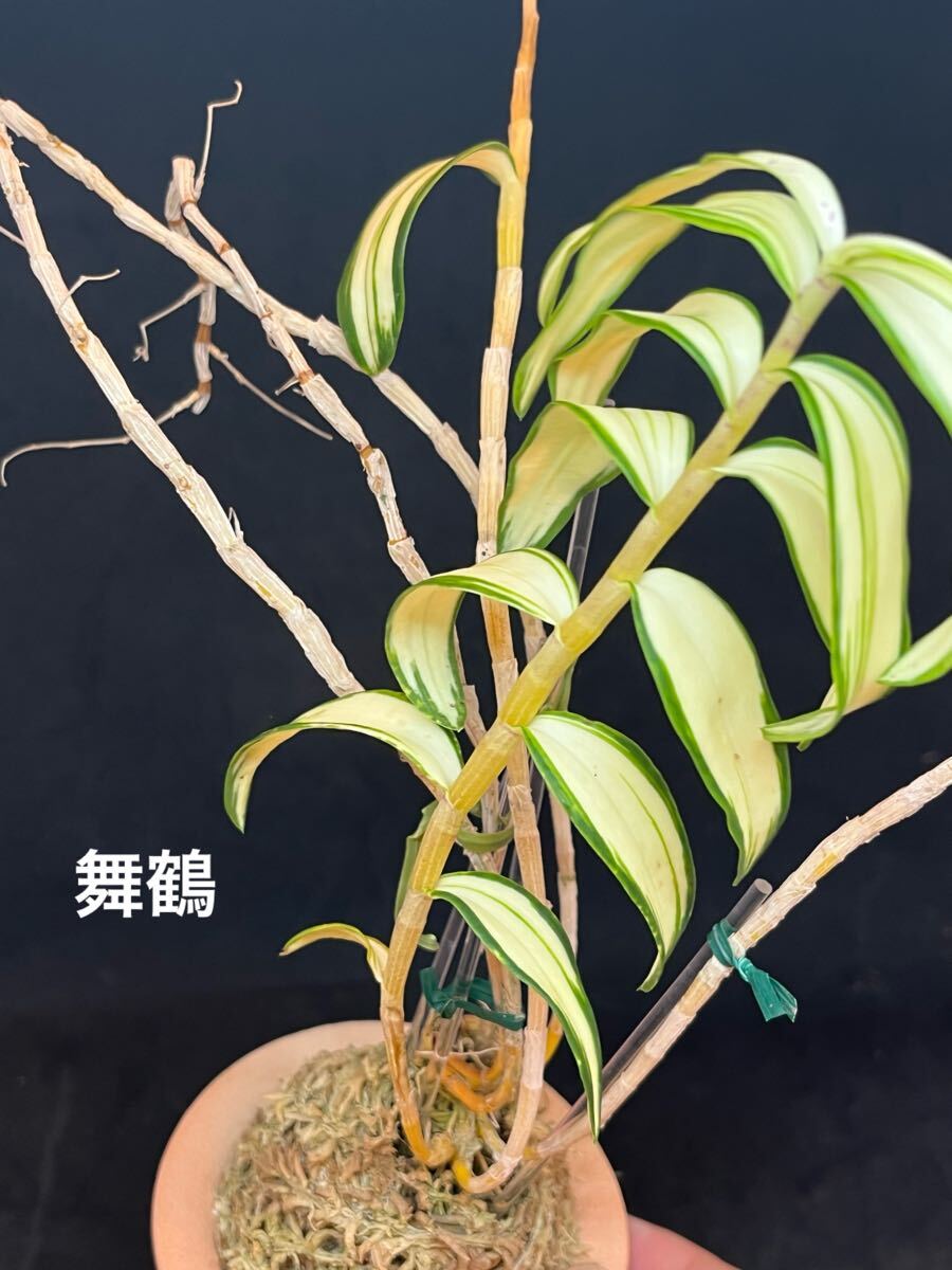 Yahoo!オークション -「キバナノセッコク 長生蘭」の落札相場・落札価格