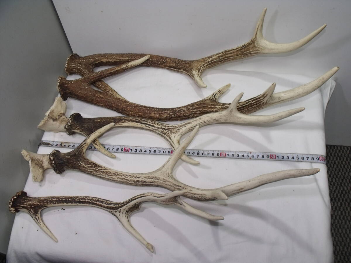 鹿の角の加工品 鹿の角の加工品 - メルカリ