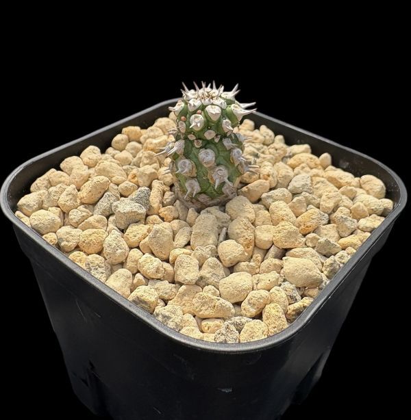 ユーフォルビア cv. 'Tom' トム 多肉植物 サボテン 塊根 ユーフォルビア cv.トム | GREEN LUCK