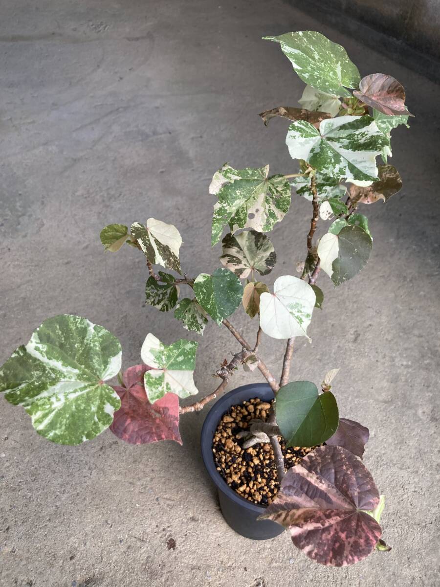 オオハマボウ　こん ECCO BIOM 2.1 X Mountain メンズ ヌバックウォータープルーフ