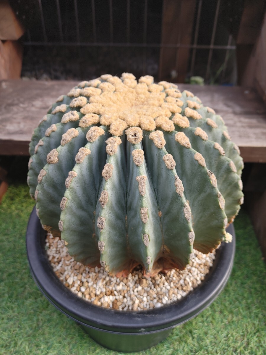 王冠竜　群生 王冠竜 群生 Yahoo!オークション - 王冠竜 群生（6頭）