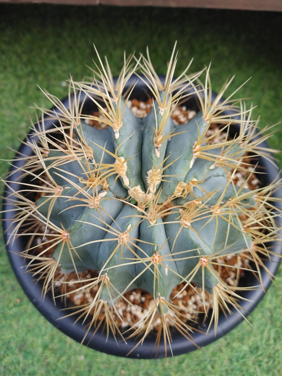 Yahoo!オークション -「王冠」(サボテン) (観葉植物)の落札相場