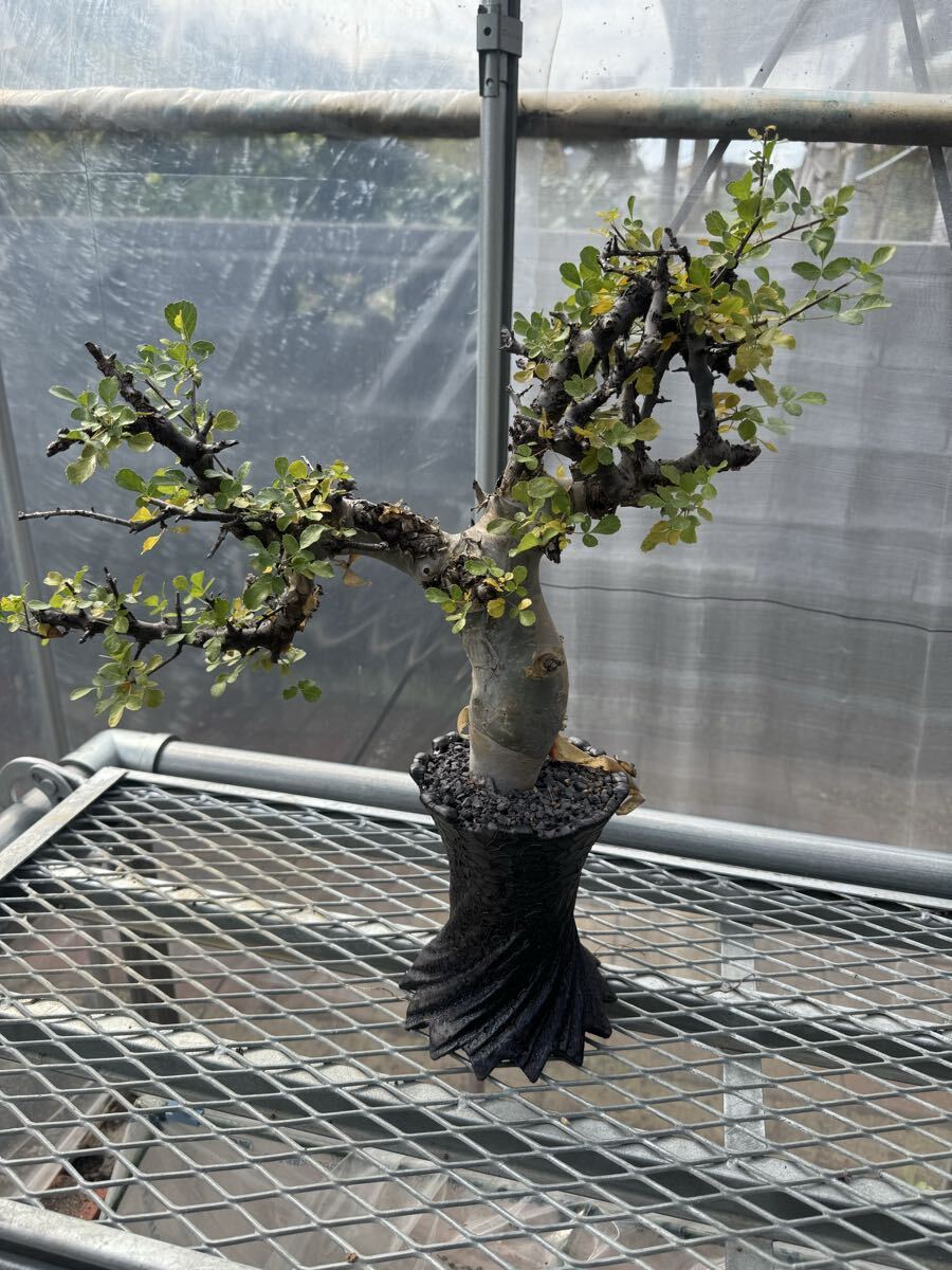 m*o様 コミフォラ ピュア カタフ 枝幅60cm超XLサイズ 現地球 コミフォラ | X−PLANTS