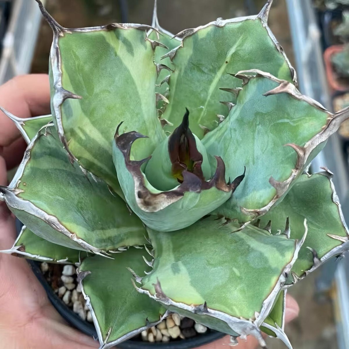 す*。様 GW特別オークション‼️ 2株セット‼️　アガベ　チタノタ　烈炎と黒鯨 す*。様 GW特別オークション‼️ 2株セット‼️ アガベ チタノタ