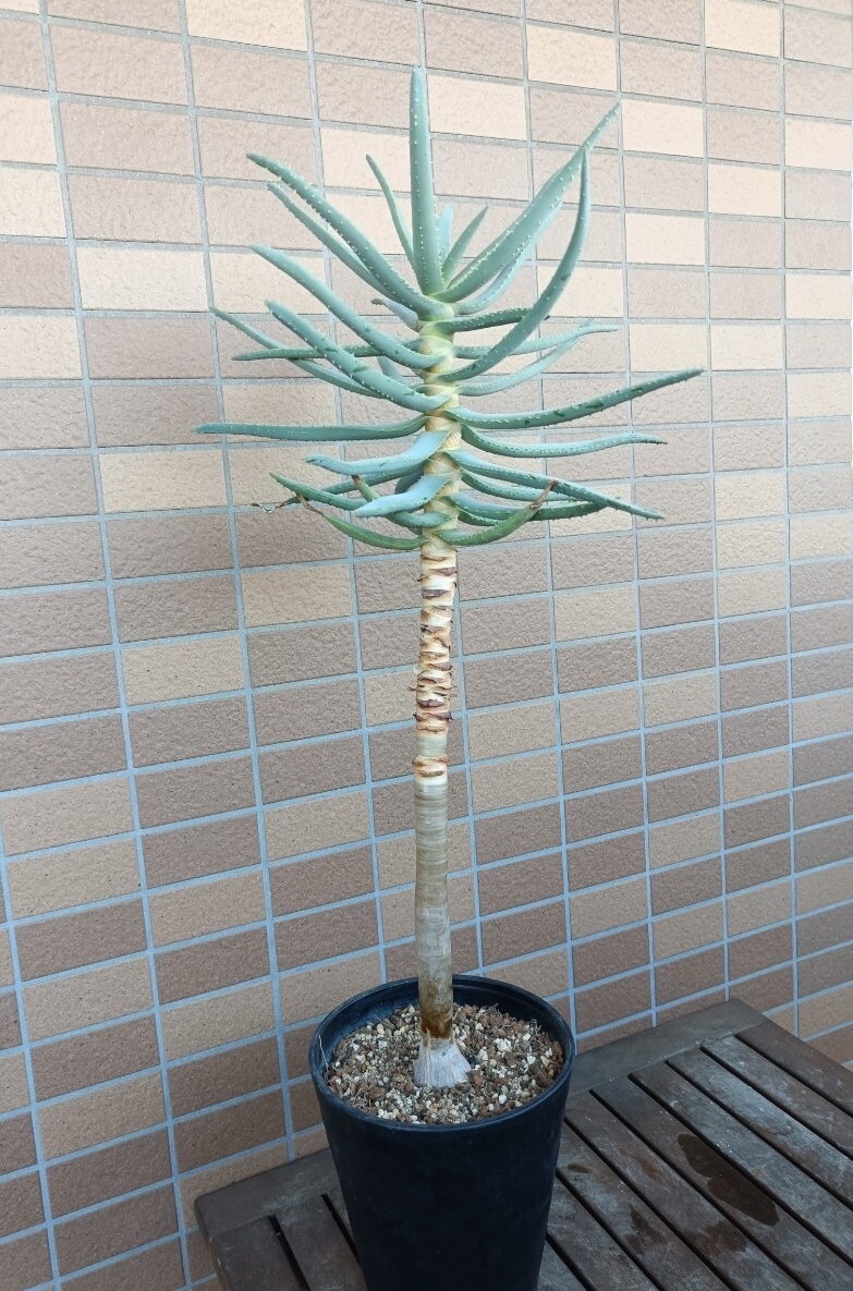 Yahoo!オークション -「アロエ ディコトマ」の落札相場・落札価格