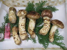 北海道　松茸　400g ④ 松茸 | 商品案内 | 株式会社大東通商