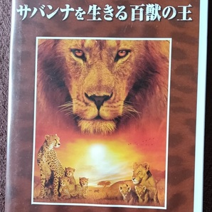 サバンナを生きる百獣の王 DVD 送料無料 1350