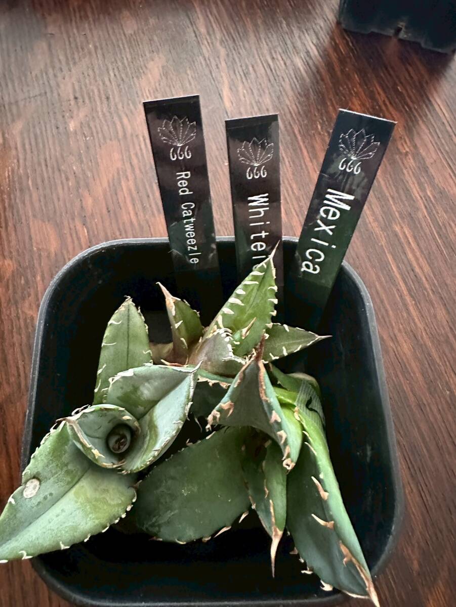 2025年最新】Yahoo!オークション -アガベ チタノタ セットの中古