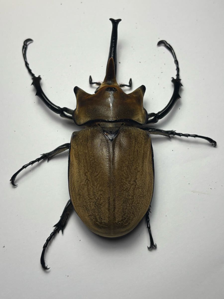 ブラジル産　ゾウカブト　86mmX45mm ☆セール！標本箱付！アヌビスゾウカブト♂80mmペア標本