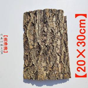 c1125【20×30cm】コルク樹皮 コルク板 バージンコルク 穴あけ送料無料 チランジア ビカクシダ 着生ラン 両生類 爬虫類 ビカクシダ