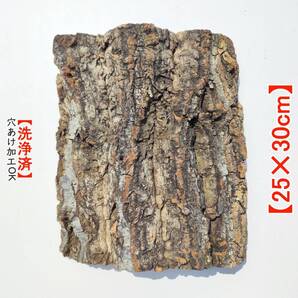 c963【25×30cm】 コルク樹皮 コルク板 バージンコルク 穴あけ/送料無料 チランジア ビカクシダ 着生ラン 両生類 爬虫類 ビカクシダ