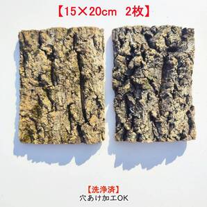 c3269【2枚15×20cm】コルク樹皮 コルク板 バージンコルク 送料/穴あけ無料 チランジア ビカクシダ 着生ラン 両生類 爬虫類