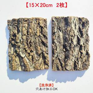 c3271【2枚15×20cm】コルク樹皮 コルク板 バージンコルク 送料/穴あけ無料 チランジア ビカクシダ 着生ラン 両生類 爬虫類